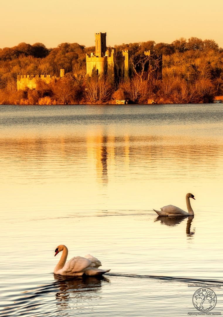 Folly's Swans