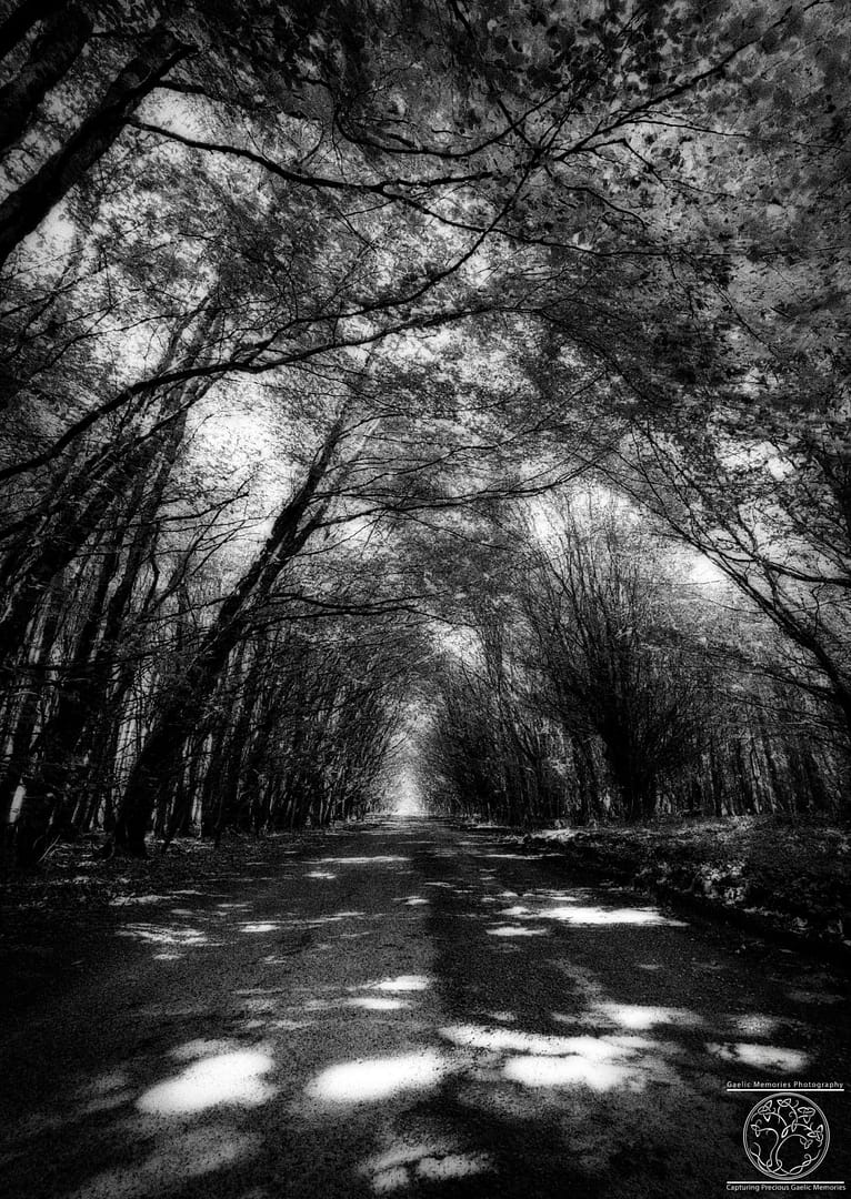 Dappled Lights
